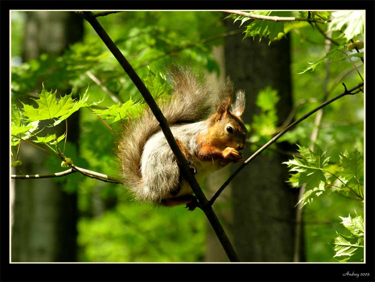 фото "Без названия" метки: природа, дикие животные