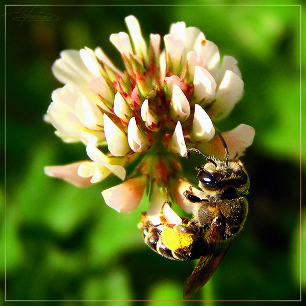 photo "Without days off." tags: nature, macro and close-up, flowers