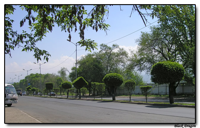 photo "Almaty (2005) - Green geometry" tags: landscape, travel, Asia, spring