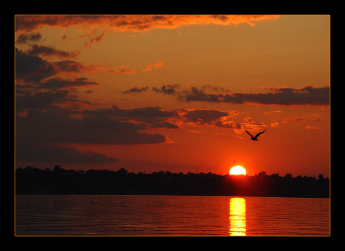 photo "Night bird..." tags: nature, landscape, sunset, wild animals