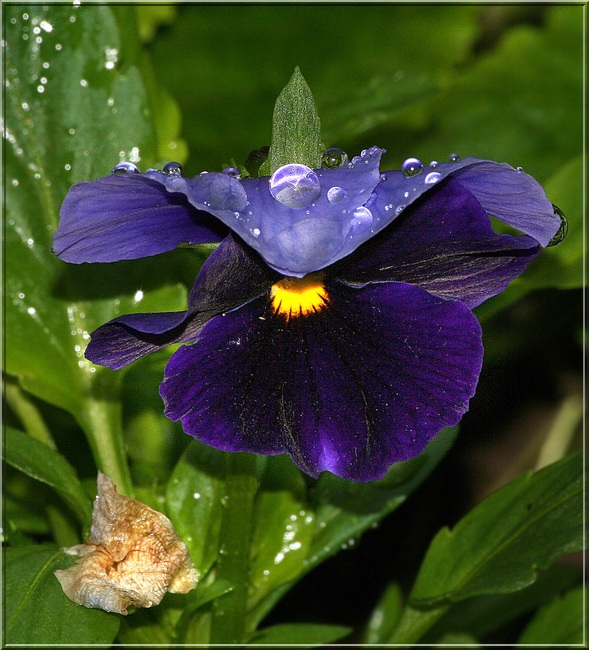 photo "Drops on dark blue" tags: nature, flowers