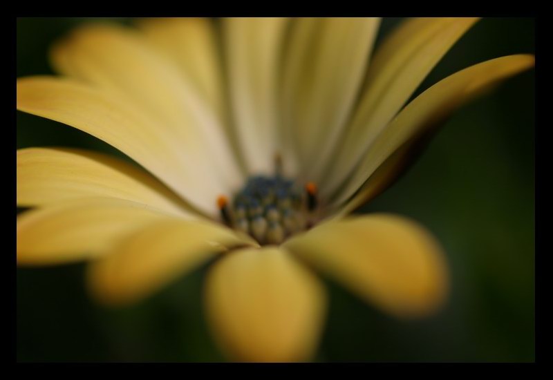 photo "soft" tags: macro and close-up, nature, flowers