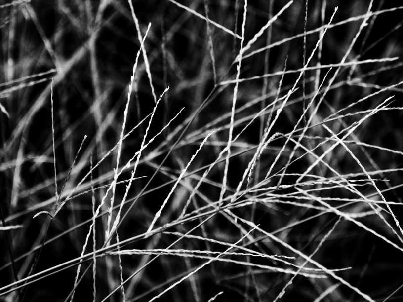 photo "...As a piece of grass." tags: abstract, black&white, 