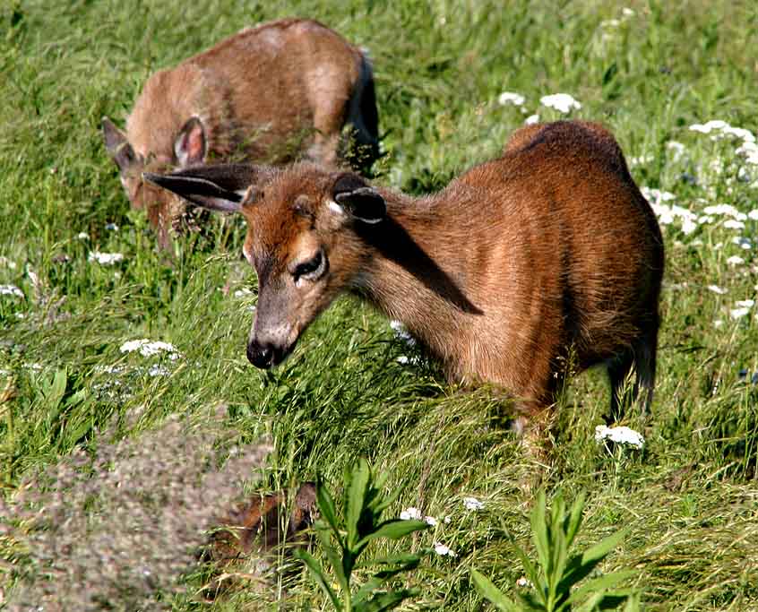 photo "Graze Without Fear..." tags: landscape, nature, summer, wild animals