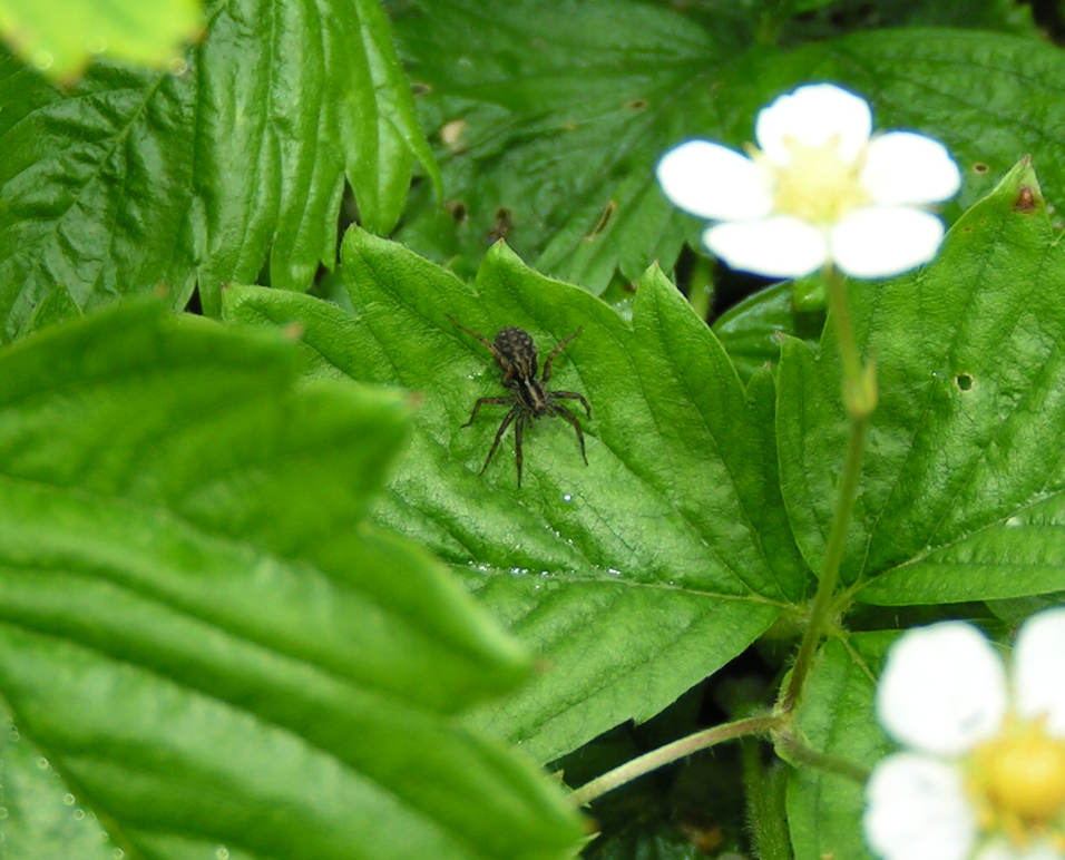 photo "Spider" tags: misc., 