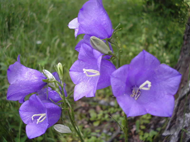 photo "wild flower 1" tags: macro and close-up, nature, flowers