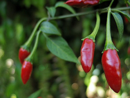 фото "Chile" метки: природа, макро и крупный план, цветы