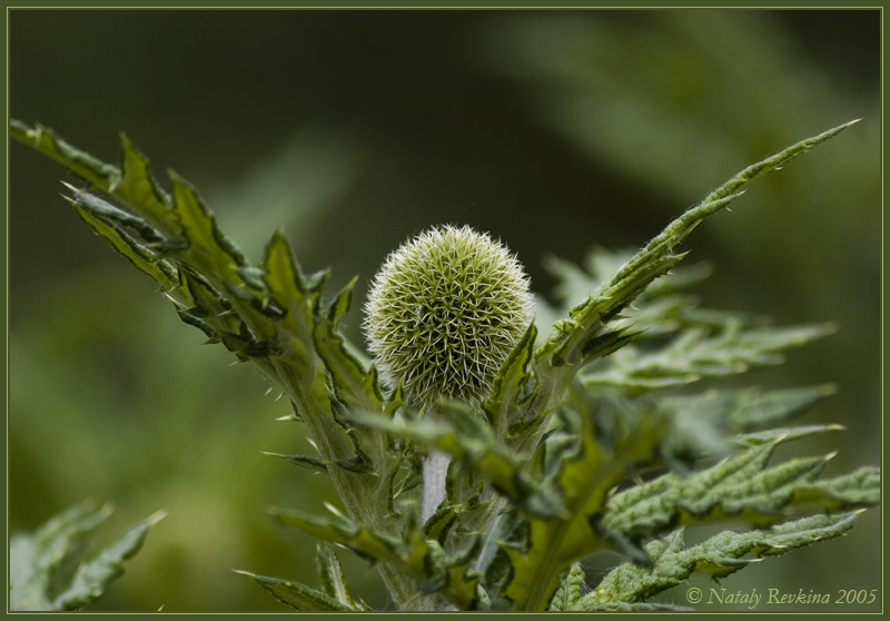 photo "A Harpy" tags: nature, macro and close-up, flowers