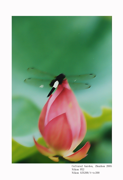 photo "Lotus and dragonfly" tags: nature, flowers