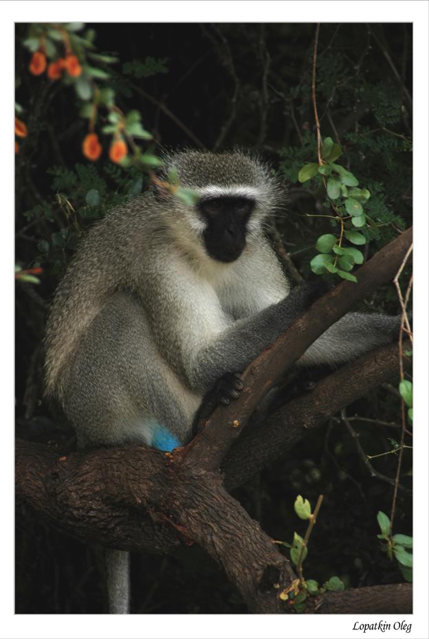 photo ""Somango monkey", Kruger National Park (South afri" tags: misc., 