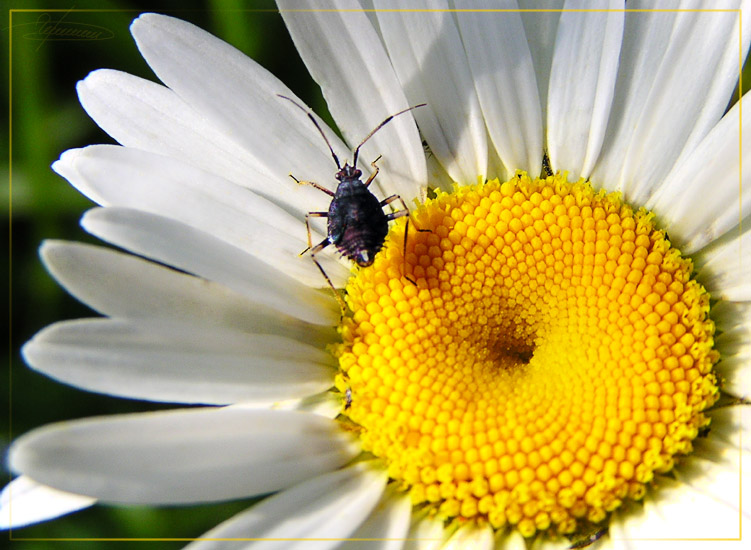 photo "Where am I?" tags: nature, macro and close-up, flowers