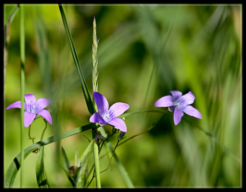 photo "Field flowers" tags: nature, flowers