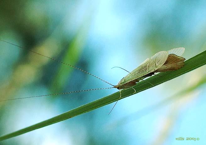 photo "***" tags: macro and close-up, nature, insect