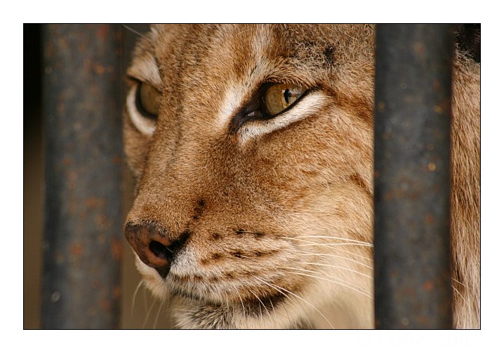 photo "Jailed" tags: nature, wild animals