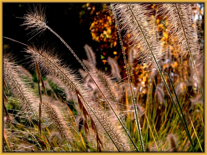 photo "Silky herbs" tags: nature, landscape, flowers, summer