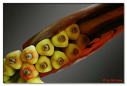 photo "Heliconia" tags: macro and close-up, nature, flowers