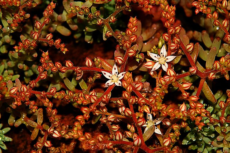 photo "Asterisks" tags: nature, macro and close-up, flowers