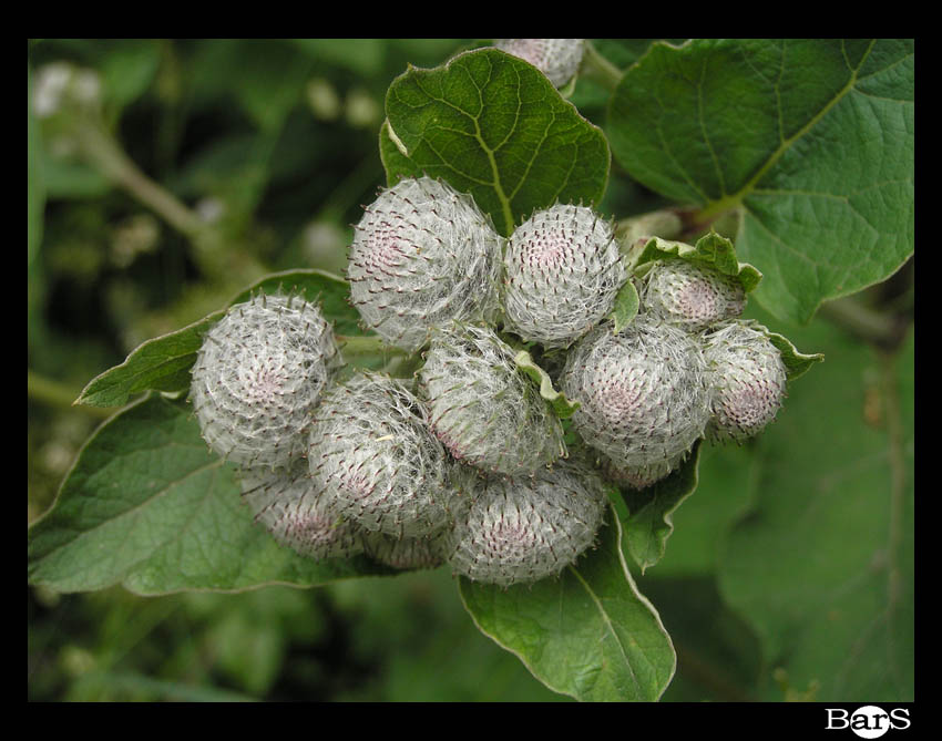 photo "Burdock" tags: misc., 