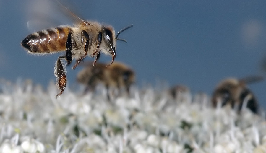 photo "***" tags: macro and close-up, nature, insect