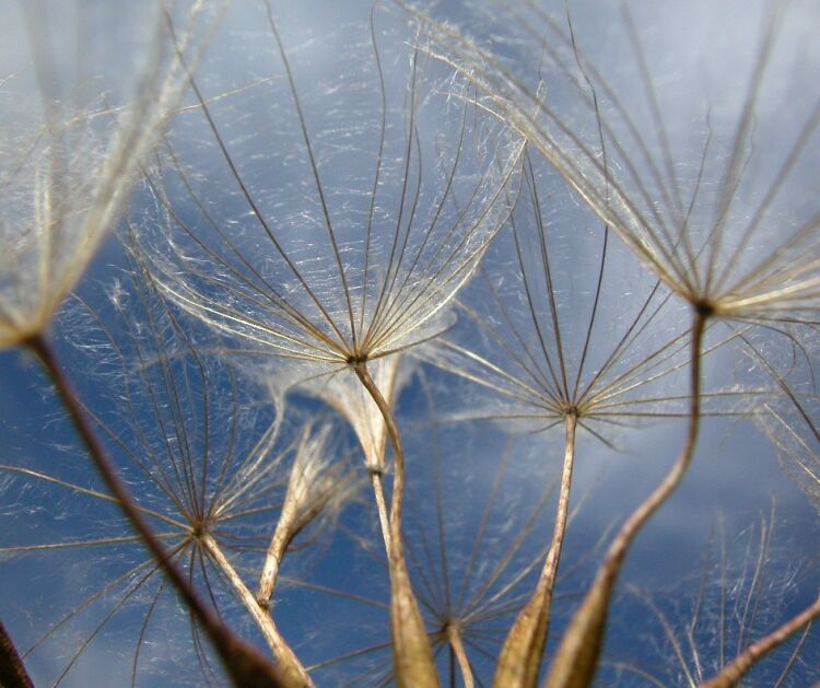 photo "Fuzzes" tags: nature, flowers