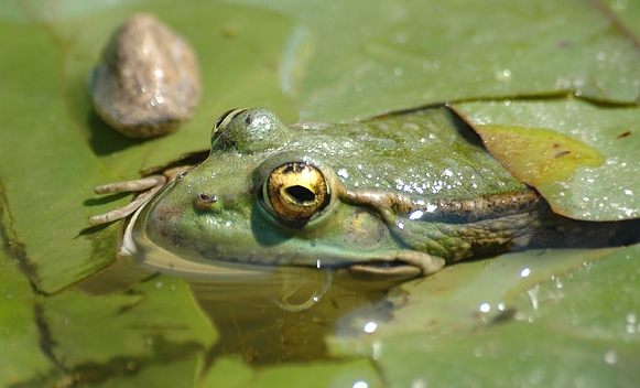 photo "The Frog" tags: macro and close-up, nature, 
