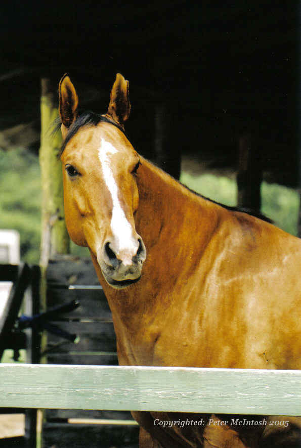 фото "Quater Horse" метки: разное, 