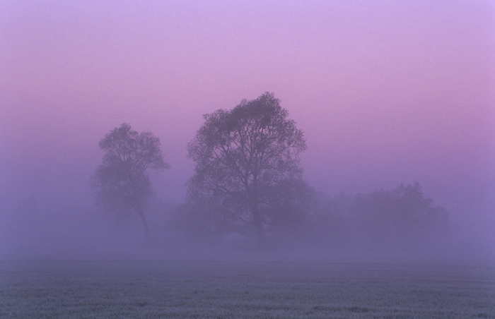 фото "Trees in the morning mist" метки: пейзаж, закат