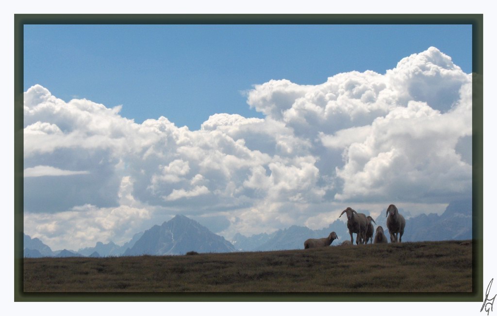 фото "sheeps on alpine pasture" метки: разное, 