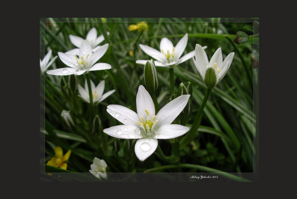 photo "After a rain" tags: macro and close-up, nature, flowers