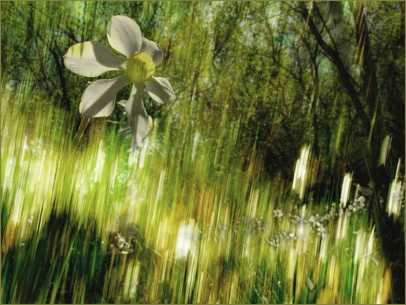 фото "Лесной нарцисс" метки: природа, пейзаж, лес, цветы