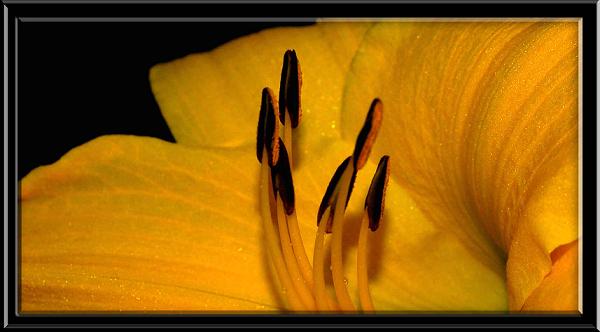 photo "Stamen Friends..." tags: nature, macro and close-up, flowers