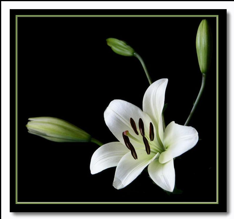 photo "lillies" tags: nature, flowers