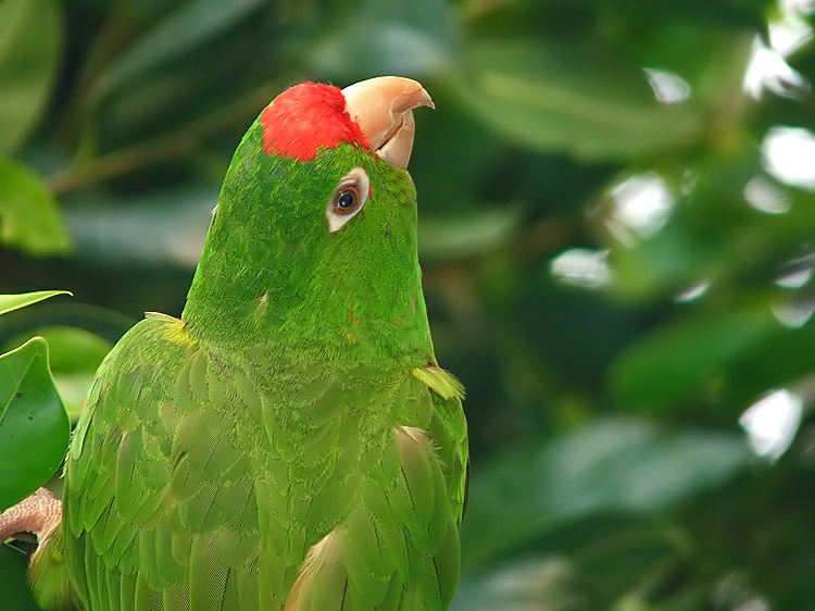 photo "Here for a visit" tags: nature, pets/farm animals