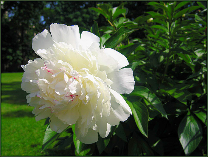 photo "White marvel - peony" tags: nature, macro and close-up, flowers