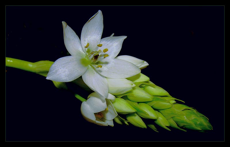 photo "..." tags: macro and close-up, nature, flowers