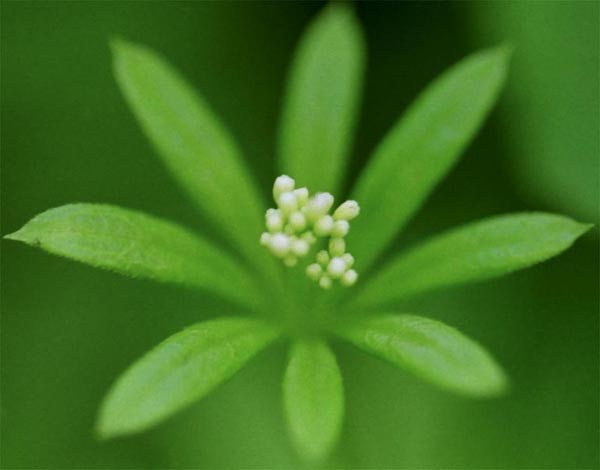 photo "Delicate white flower" tags: macro and close-up, 