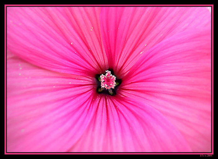 photo "pink" tags: macro and close-up, nature, flowers