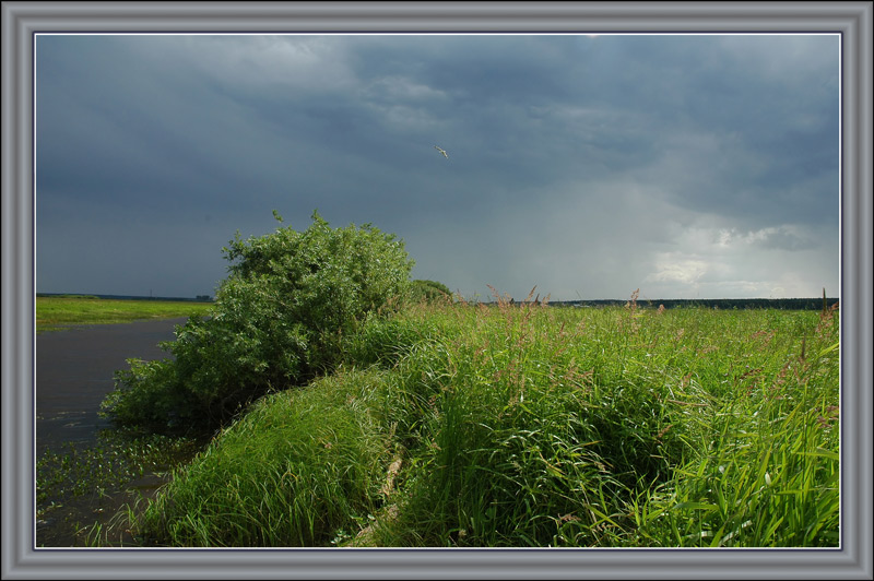 photo "Before a thunder-storm" tags: landscape, nature, flowers, summer