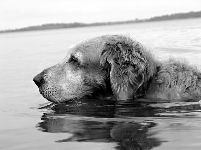 photo "Diamond swims downhill" tags: nature, black&white, pets/farm animals