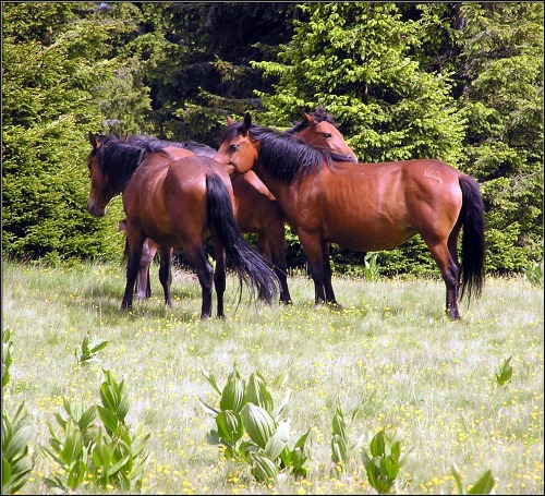 фото "Лошади..." метки: природа, пейзаж, домашние животные, лес