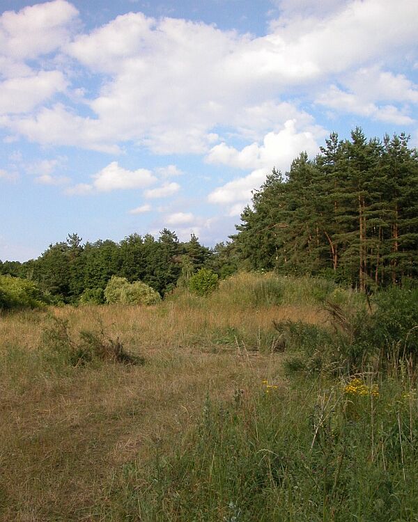 photo "Not ended landscape" tags: landscape, forest