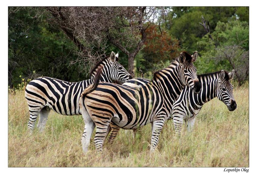 photo ""Zebra", Kruger National Park (South africa)" tags: nature, travel, Africa, wild animals