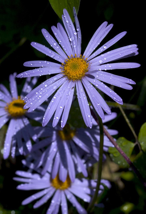 photo "And again the sun" tags: nature, flowers