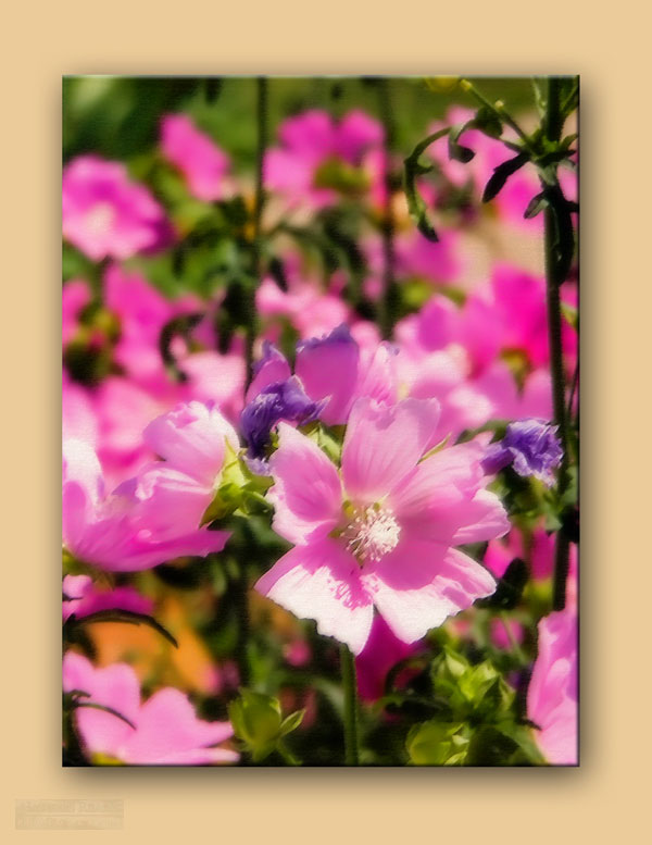 photo "My Monet" tags: nature, flowers