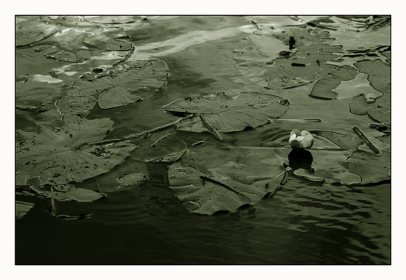 photo "Water-Lily" tags: nature, landscape, flowers, water