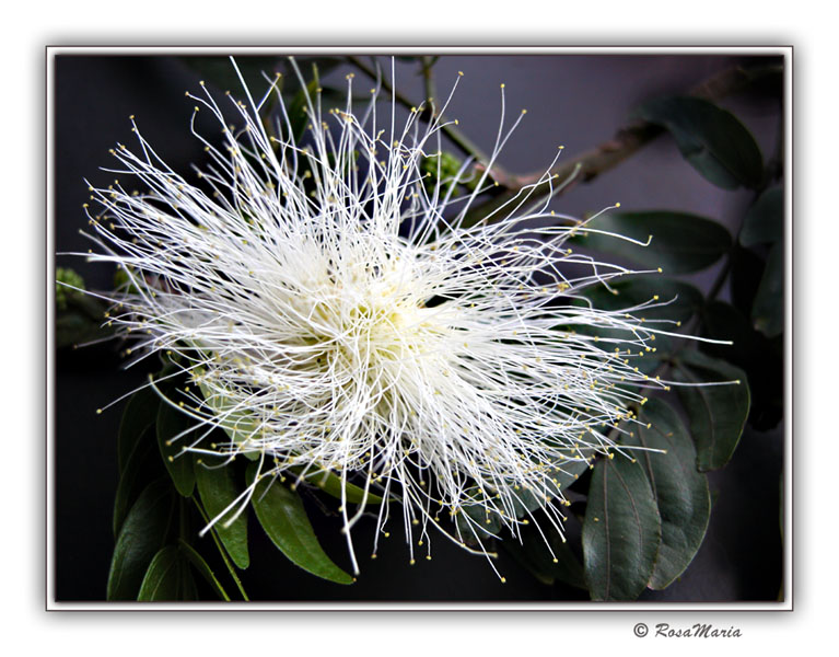 photo "Nebula" tags: macro and close-up, nature, flowers