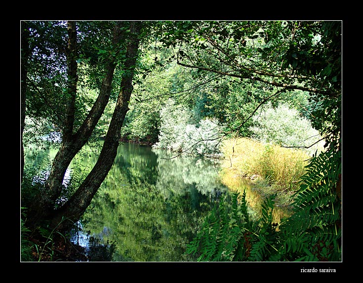 фото "near the river" метки: пейзаж, вода, лес