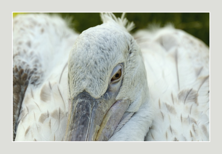 photo "Reflection" tags: nature, wild animals