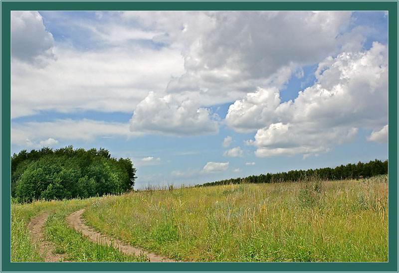 photo "Ыummer landscape" tags: landscape, forest, summer