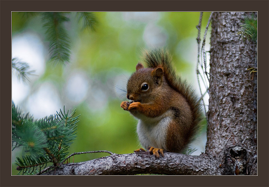 photo "Breakfast" tags: nature, portrait, wild animals